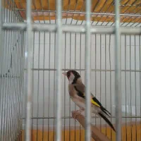 سهره|پرنده|لاران, |دیوار