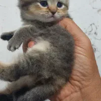 گربه برتیش
