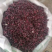 عدس لوبیا