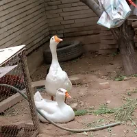 دو جفت قوغاز سفید