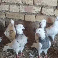 باسلام حدودچهل عددطوقی همه پاک وپالخت کاکولی