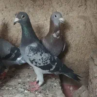 جفت کبوتر نر