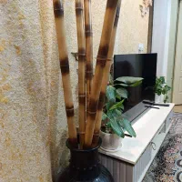 بامبو اصل جذب روزی