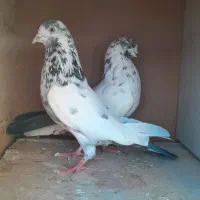 کفتر|پرنده|ملایر, |دیوار