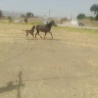 اسب|اسب و تجهیزات اسبسواری|اسلامآباد غرب, |دیوار