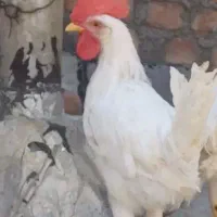 اوچتپه