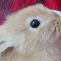 خرگوش