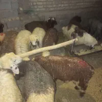 بره نر