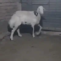بره قوچی پلنگی
