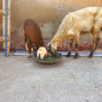 یک شیشک با بره