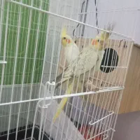 عروس هلندی با 3 جوجه و سخنگوو