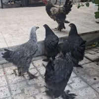 مرغ وخروس برهما بلک پاتریج
