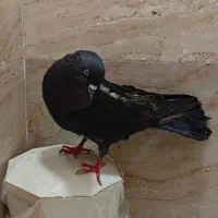 کبوتر