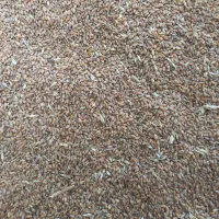 گندم آبی بذر آناتولی و آدرا
