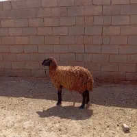 بره ماده بور تخمی