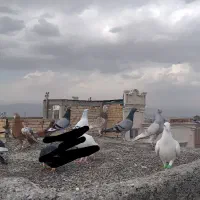 کفتر قلدور زدخوردی