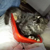 گربه