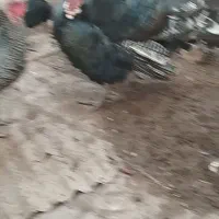 فروش چند عدد بوقلمون ومرغ وخروس