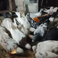 کفتر