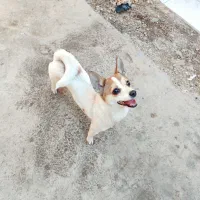 باهوش