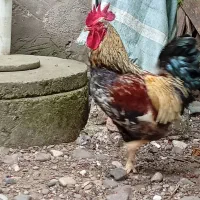 دوعدد خروس