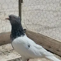ماده کله سبز