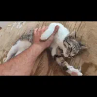 واگذاری بچه گربه پنج ماهه