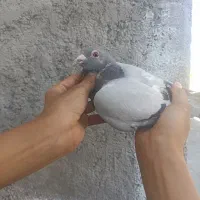 کفتر