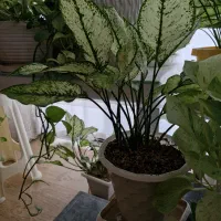 اگلونما تازه
