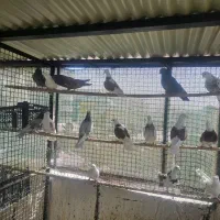 کبوتر خوب و پرشی