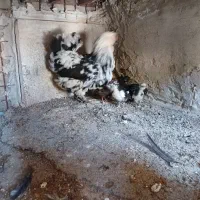 یک عددمرغ گلین با ۹ عدد جوجه
