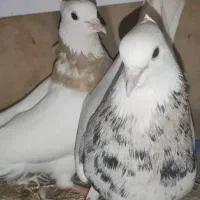 کبوتر