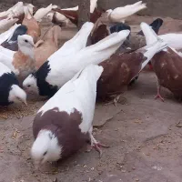 کفتر طوقی