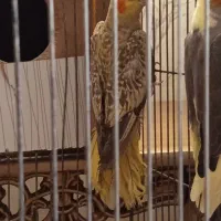 عروس هلندی نر ماده 3تا تخم داره