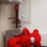 شاسخین خرس