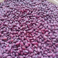 لوبیا ی قرمز ۱۵۰کیلو  درجه ی یک