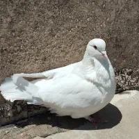 کبوتر نژاد مونداین ماده