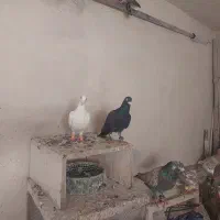 کفتر|پرنده|مشهد, احمدآباد|دیوار