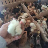 جوجه یک روزه زینتی تخم گذار گوشتی محلی بومی