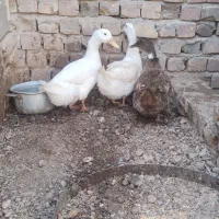 مرغابی نروماده