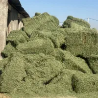 یونجه خشک
