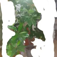 درختچه طبیعی مگنولیا