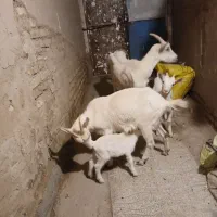 دو بز اصل اصل سانن اول زه شیرا