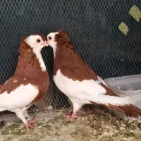 ناصری سه جفت نر و ماده