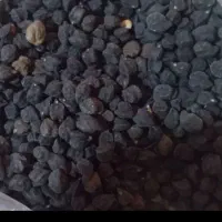 نخودسیاه کیلوی ۲۰۰