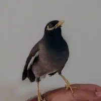 مرغ مینا