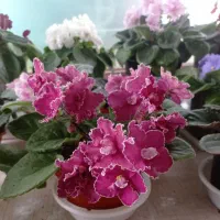 فروش بنفشه آفریقایی