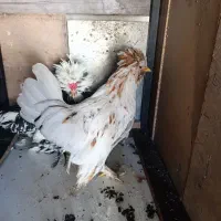 خوروس