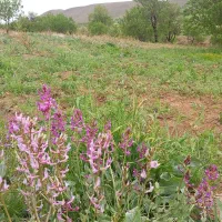 فروش باغ|فروش زمین و ملک کلنگی|نوبران, |دیوار