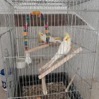 عروس هلندی